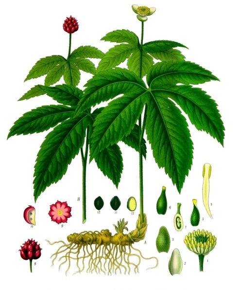 hydrastis-canadensis